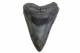 Fossil Megalodon Tooth - South Carolina #371793-1